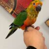 Jenday Conures for Sale - Image 2