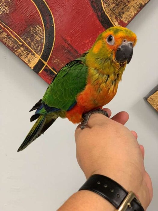 Jenday Conures for Sale - Image 2