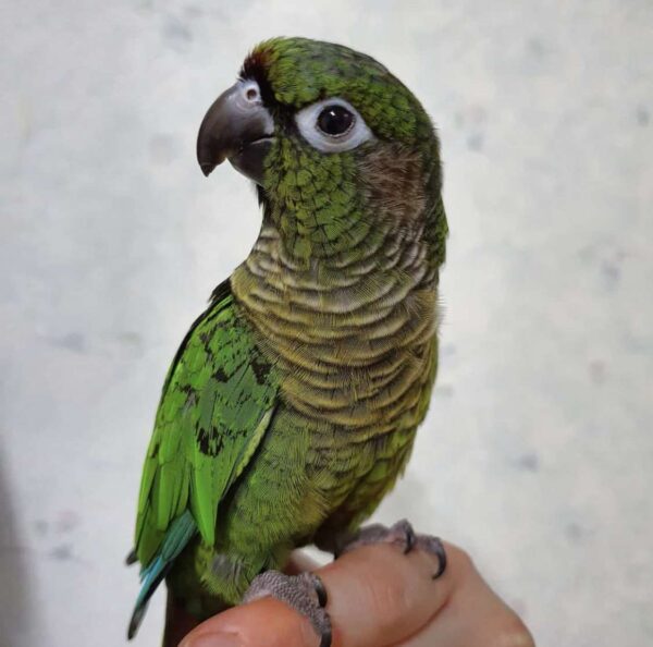 Maroon Bellied Conure for Sale