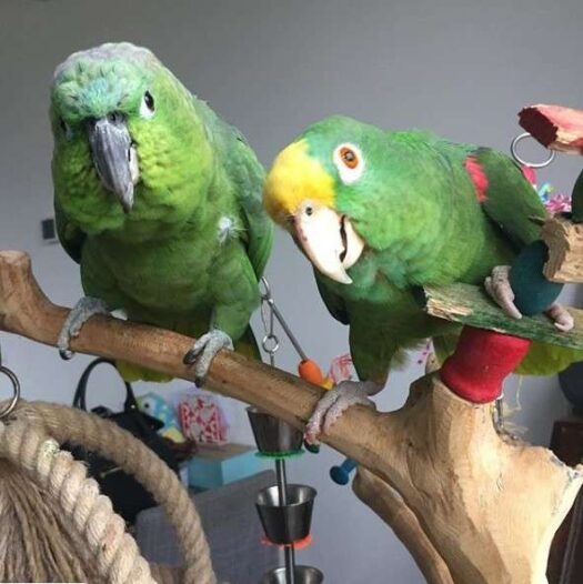 Mealy Amazon Parrot for Sale