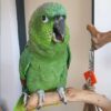 Mealy Amazon Parrot for Sale - Image 2