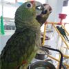 Mexican Red Amazon Parrot for Sale - Image 2