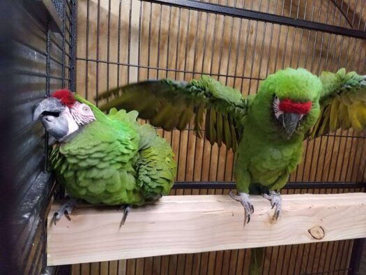 Military Macaws for Sale - Image 2