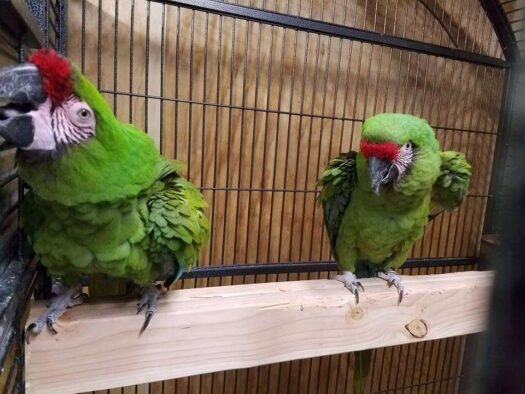 Military Macaws for Sale - Image 3