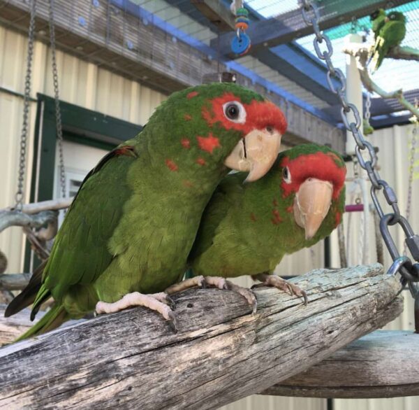 Mitred Conure for Sale