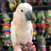 Moluccan Cockatoos for Sale - Image 2