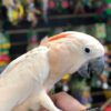 Moluccan Cockatoos for Sale - Image 3