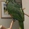 Orange Winged Amazon Parrot for Sale - Image 2