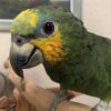 Orange Winged Amazon Parrot for Sale - Image 3