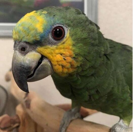 Orange Winged Amazon Parrot for Sale - Image 3