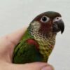 Painted Conure for Sale