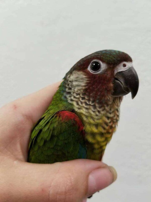 Painted Conure for Sale