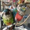 Painted Conure for Sale - Image 2