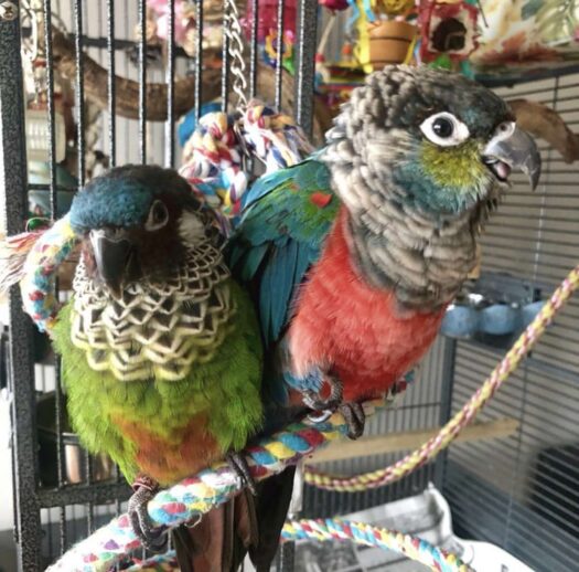 Painted Conure for Sale - Image 2