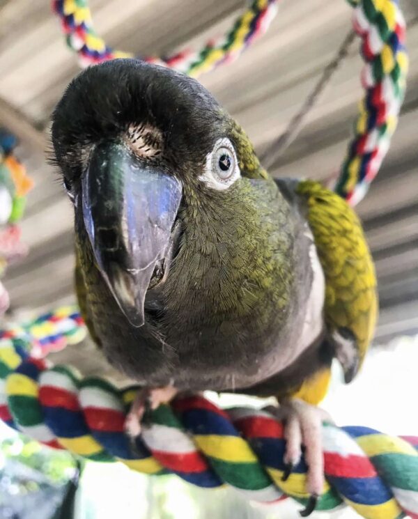 Patagonian Conure for Sale