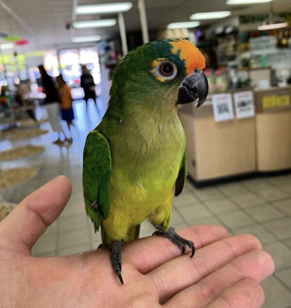 Peach Front Conure for Sale