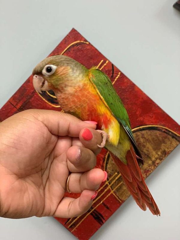 Pineapple Green Cheek Conure for Sale