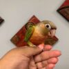 Pineapple Green Cheek Conure for Sale - Image 2