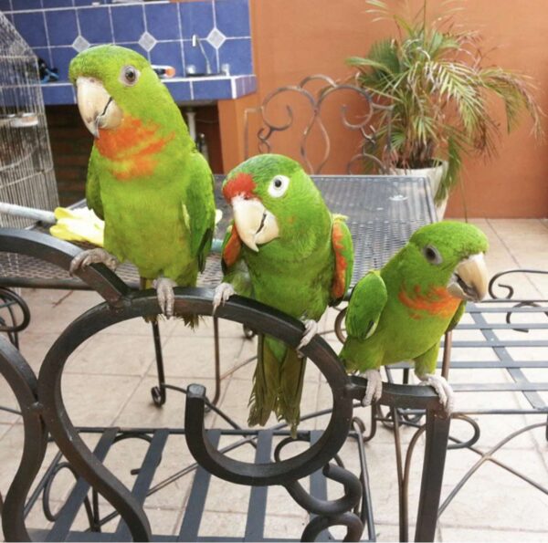 Red Fronted Conure for Sale