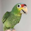 Red Lored Amazon Parrot for Sale