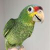 Red Lored Amazon Parrot for Sale - Image 2