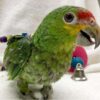 Red Lored Amazon Parrot for Sale - Image 3