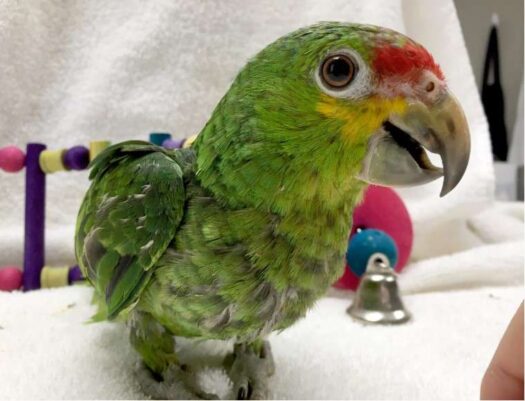 Red Lored Amazon Parrot for Sale - Image 3