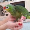 Red Lored Amazon Parrot for Sale - Image 4