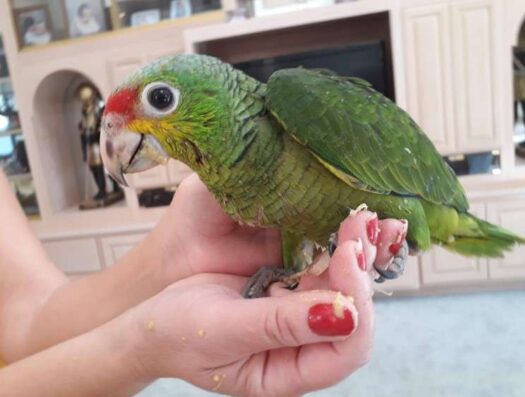 Red Lored Amazon Parrot for Sale - Image 4