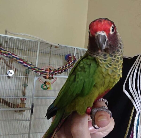 Roseifrons Conure for Sale