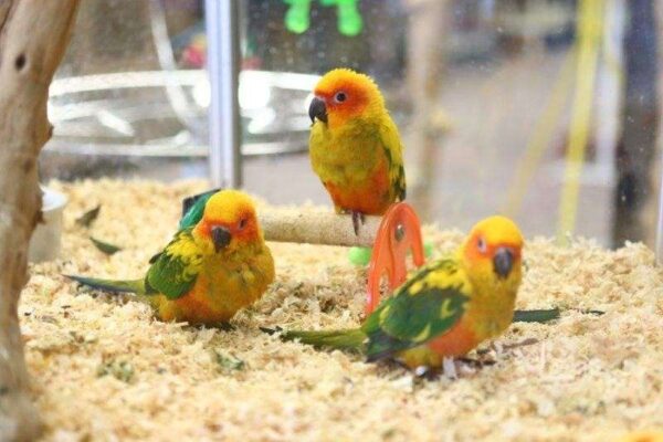 Sun Conures for Sale