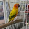 Sun Conures for Sale - Image 2