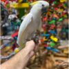 Triton Cockatoo for Sale - Image 2