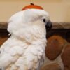 Umbrella Cockatoo for Sale - Image 2