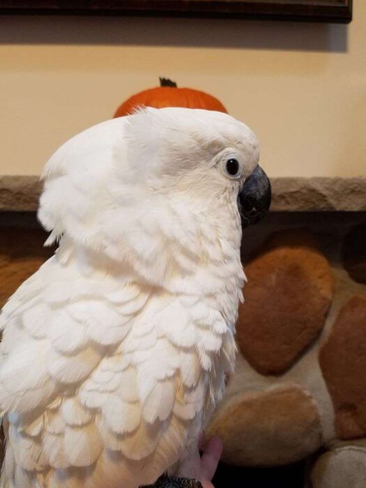 Umbrella Cockatoo for Sale - Image 2