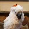 Umbrella Cockatoo for Sale - Image 3