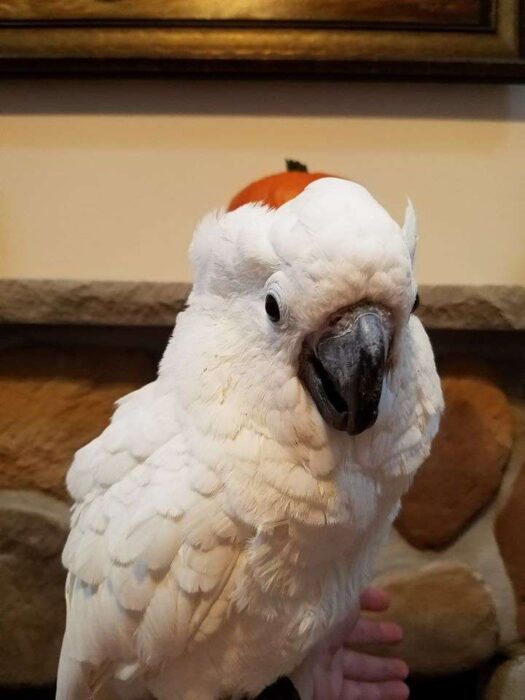 Umbrella Cockatoo for Sale - Image 3