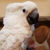 Umbrella Cockatoo for Sale - Image 4