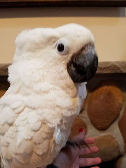 Umbrella Cockatoo for Sale - Image 4