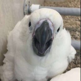 Umbrella Cockatoos for Sale