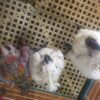 Umbrella Cockatoos for Sale - Image 2