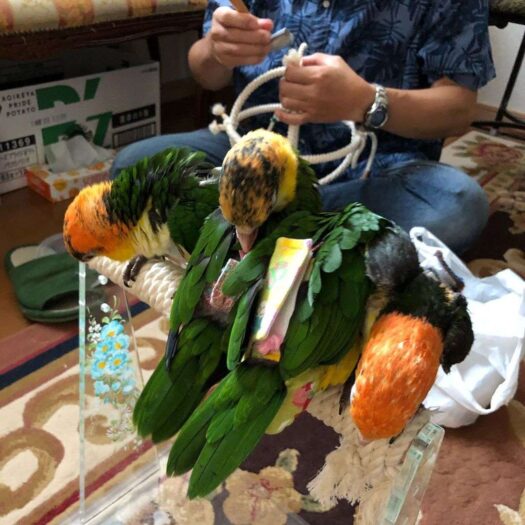 White Bellied Caiques for Sale - Image 2