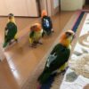 White Bellied Caiques for Sale - Image 3