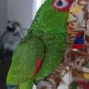 White Front Amazon Parrots for Sale - Image 2