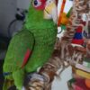 White Front Amazon Parrots for Sale - Image 3