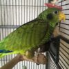 Yellow Lored Amazon Parrot for Sale - Image 2