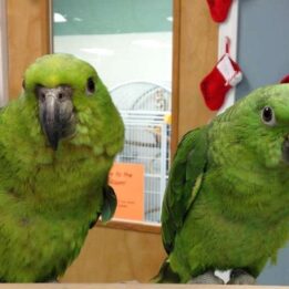 Yellow Shoulder Amazon Parrot for Sale