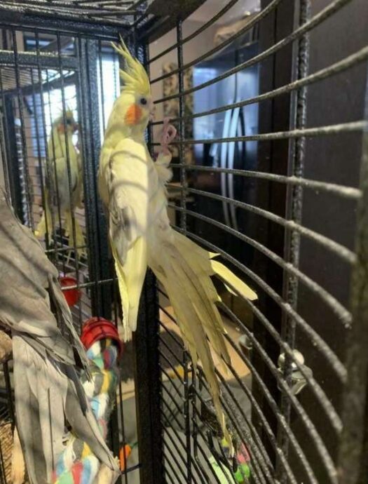 Cockatiels for sale - Image 2