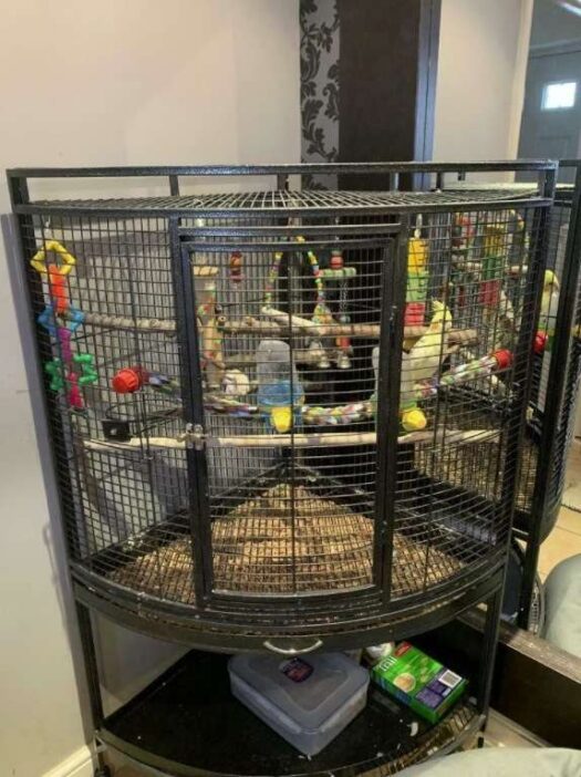 Cockatiels for sale - Image 3
